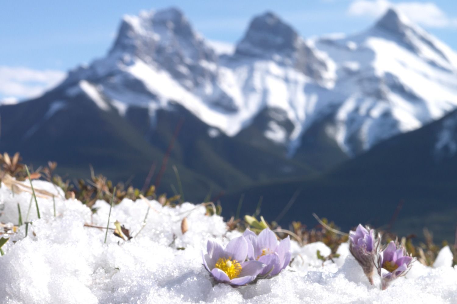 Хорошо весной в горах все радуются тепло. Подснежники Заилийский Алатау. Крокус горный цветок Эльбрус. Альпийский Крокус. Альпийские Луга Кавказа . Эдельвейс.