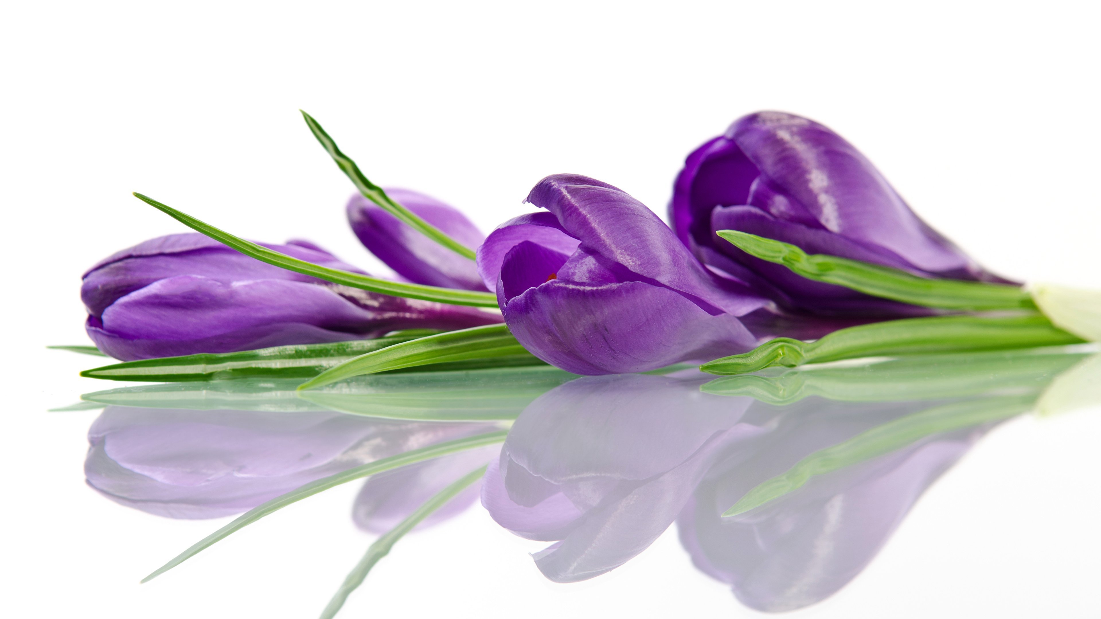 Баннер скорбим крокус. Фрезия Крокус. Цветы на белом фоне. Фиолетовые цветы. Фиолетовые цветы на белом фоне.