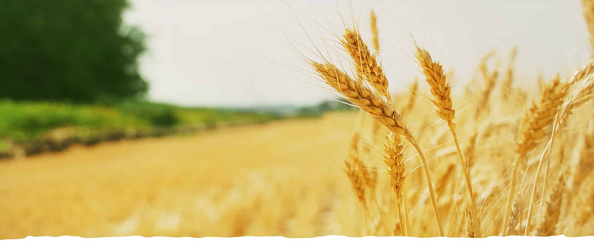 Коллаж пшеница