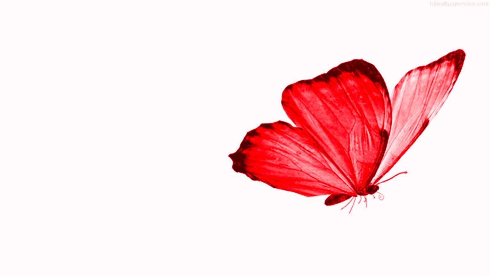 На белом листе бумаги нарисован красный цветок. Бабочки на белом фоне. Красные бабочки на прозрачном фоне. Красные бабочки на белом фоне. Бабочка рисунок на прозрачном фоне.