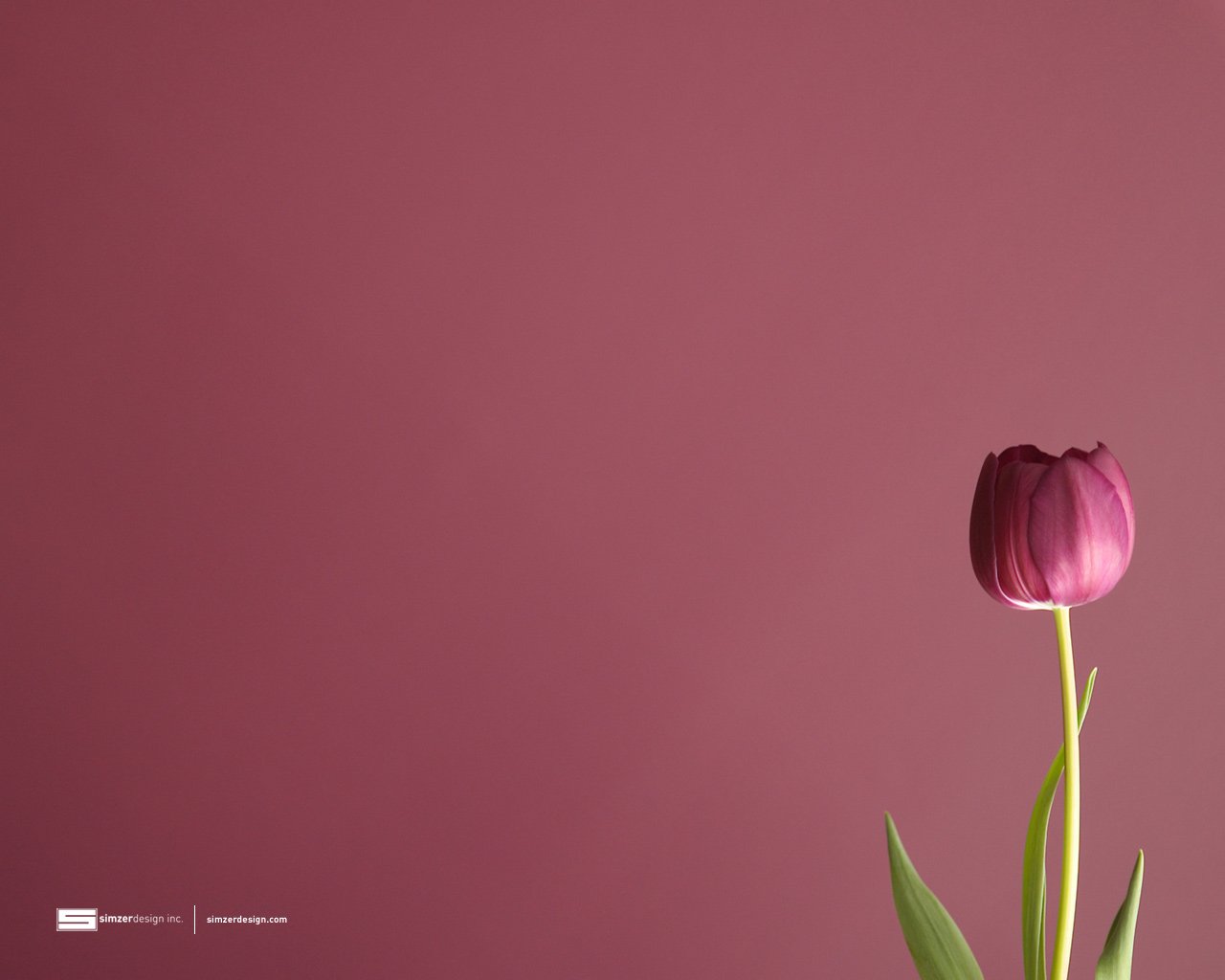 Тюльпаны минимализм. Тюльпаны фон. Цветы Минимализм. Тюльпаны на сером фоне.