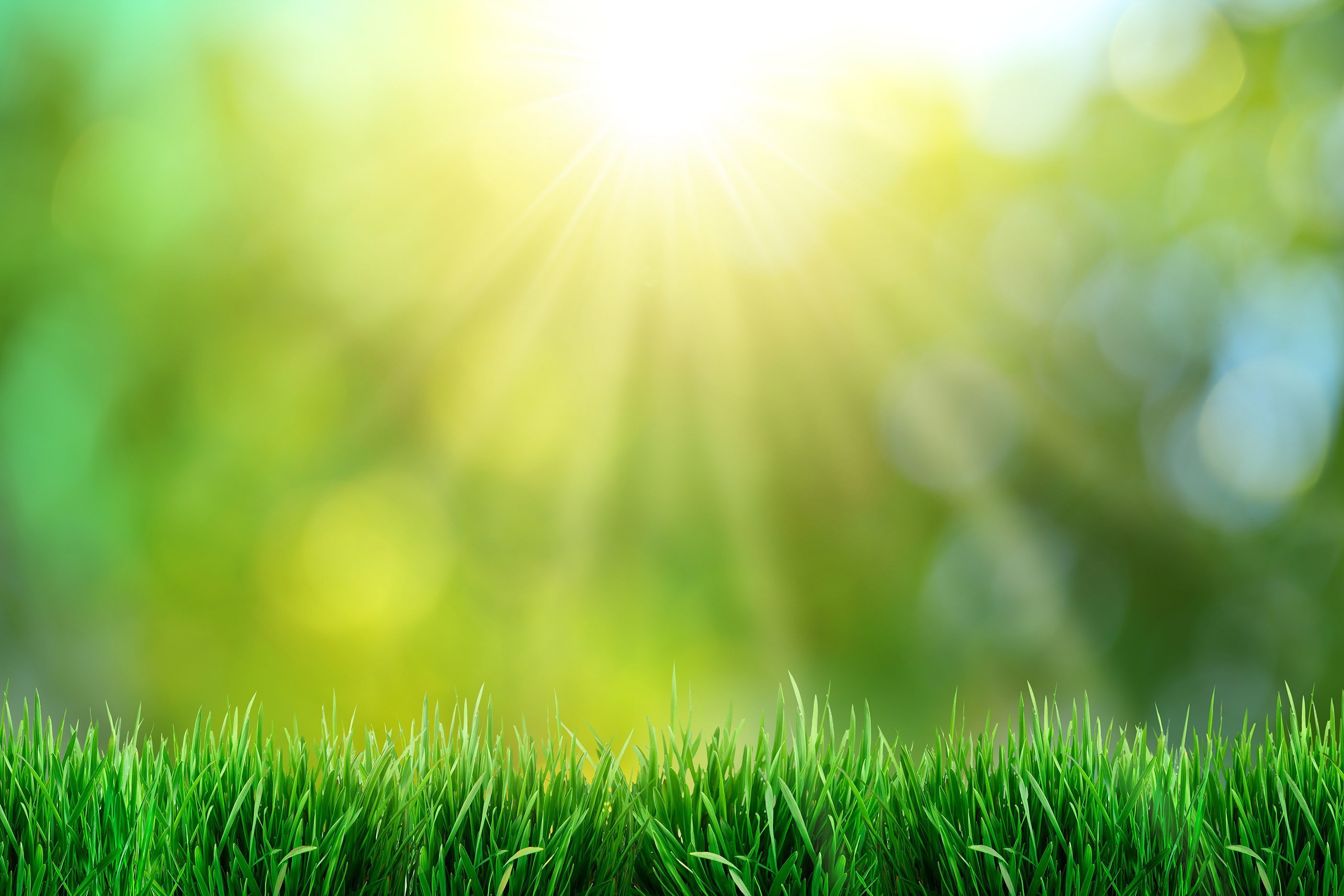Зеленая трава солнце - 73 фото