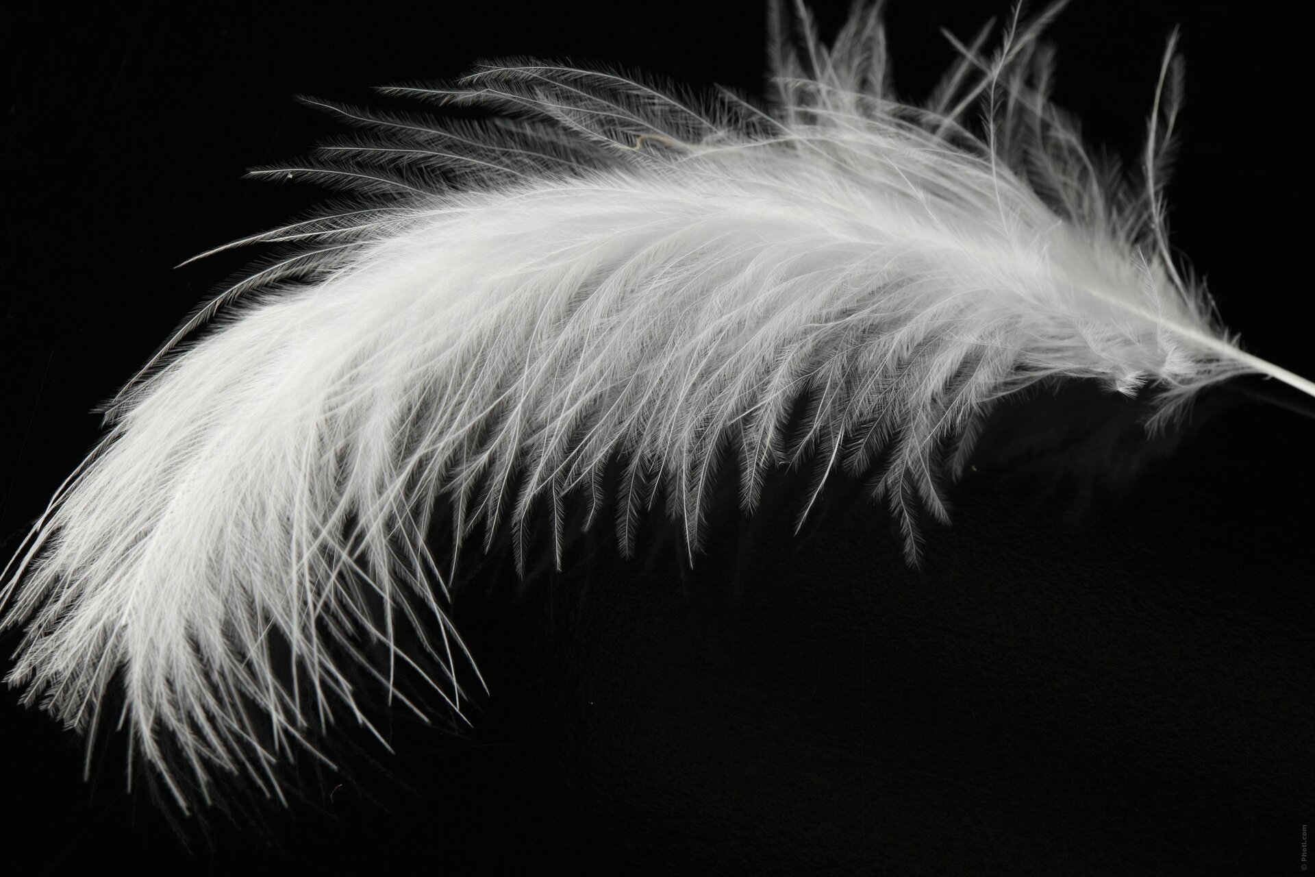 Белое перо на черном фоне