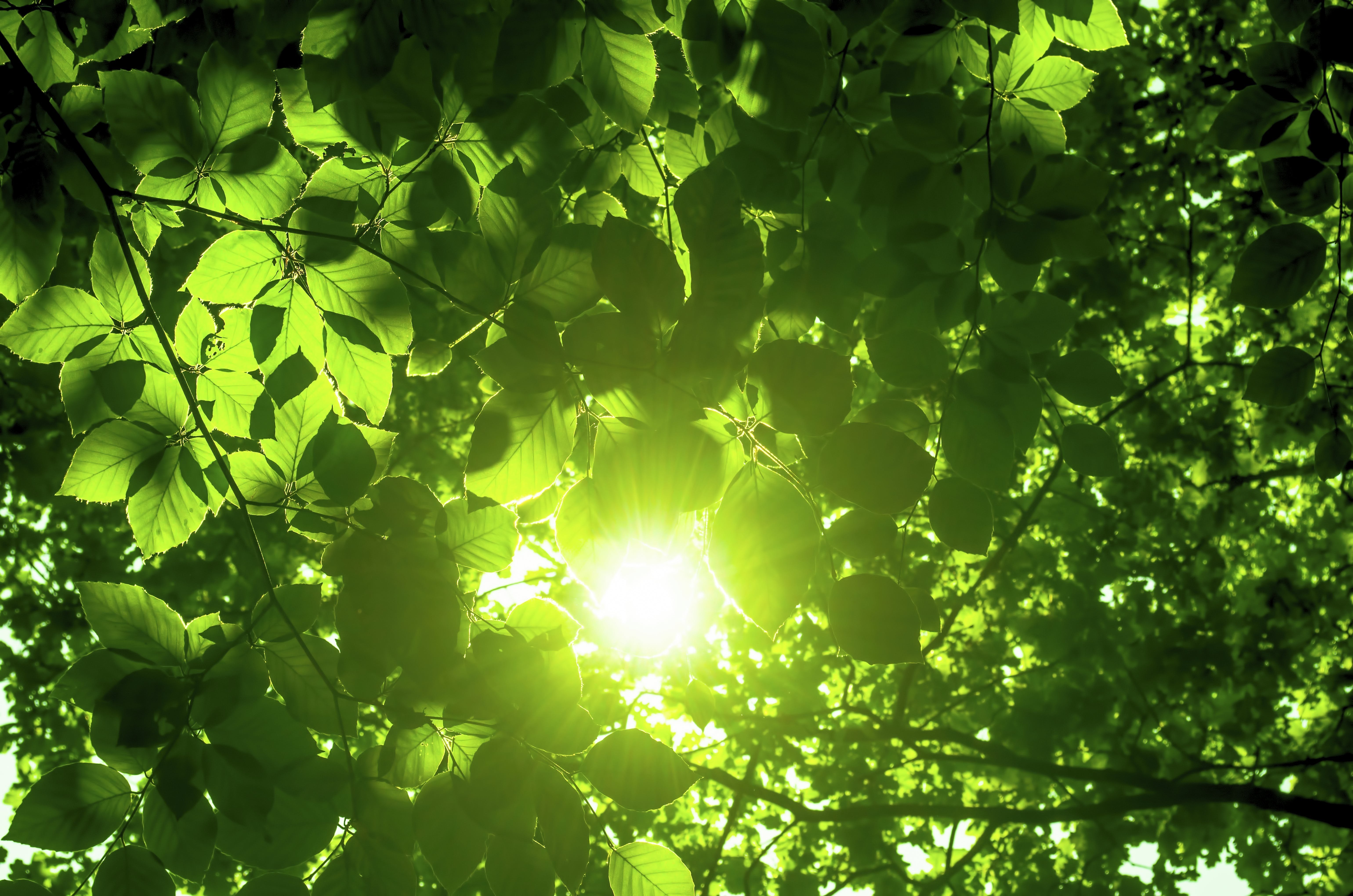 Солнце сквозь листву - 77 фото