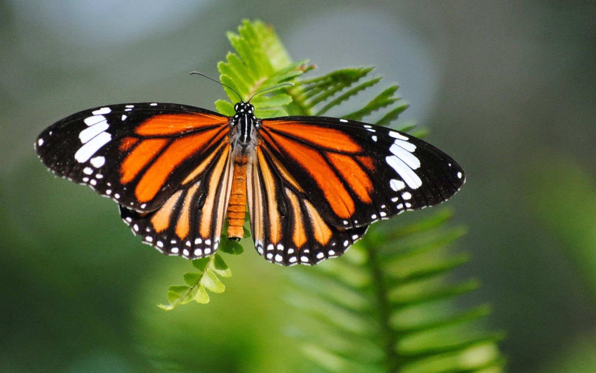 Бабочки вб. Бабочка Danaus genutia. Бабочка тигровая Менелай. Тигровый парусник бабочка.