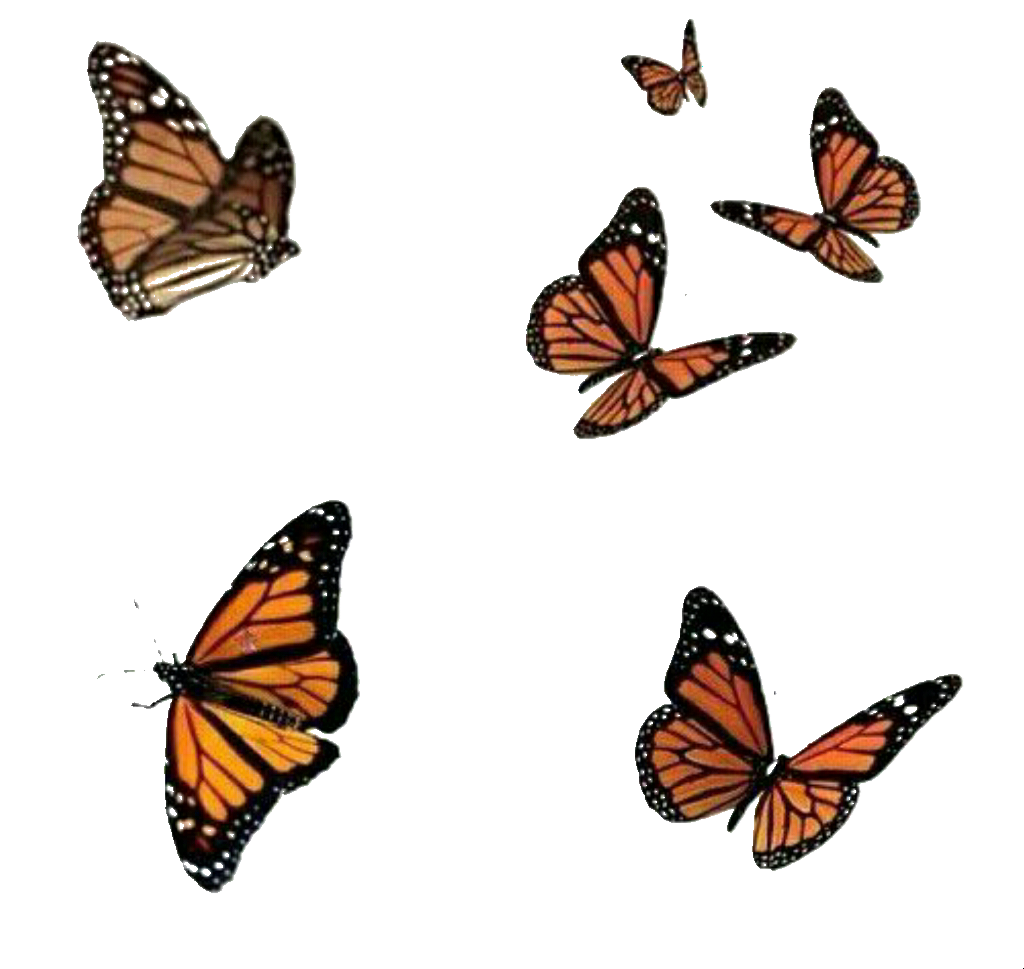 Бабочек легкая стая. Изображение бабочки. Бабочка рисунок. Бабочки летают. Множество бабочек.