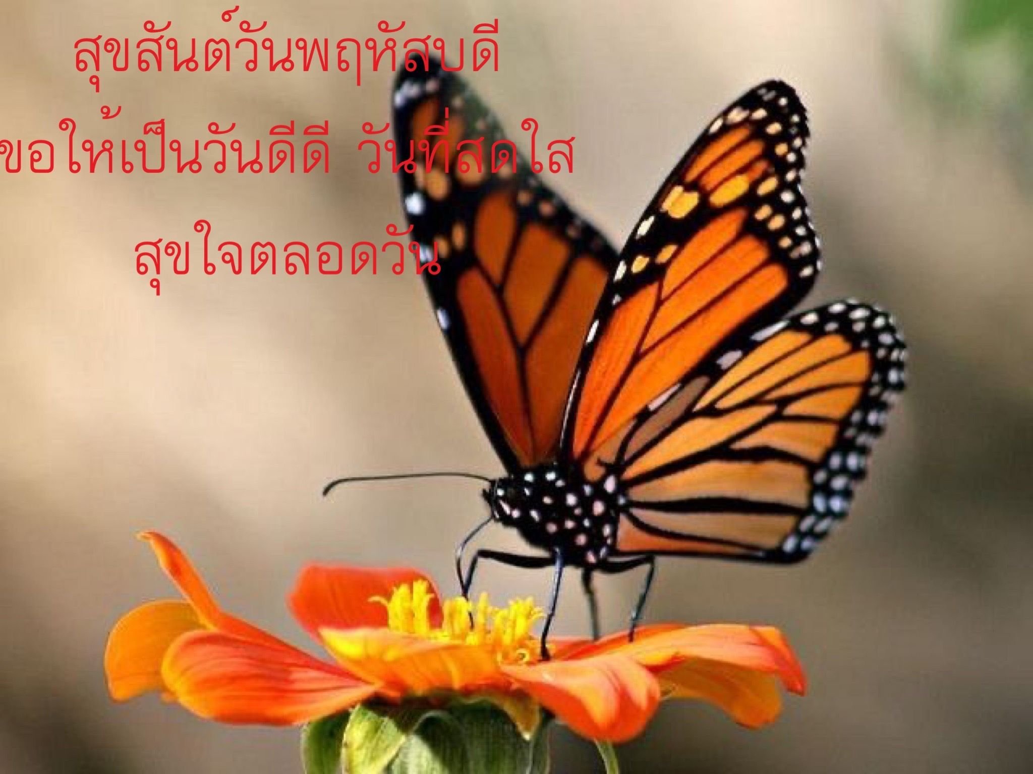 Бабочка Монарх Баттерфляй