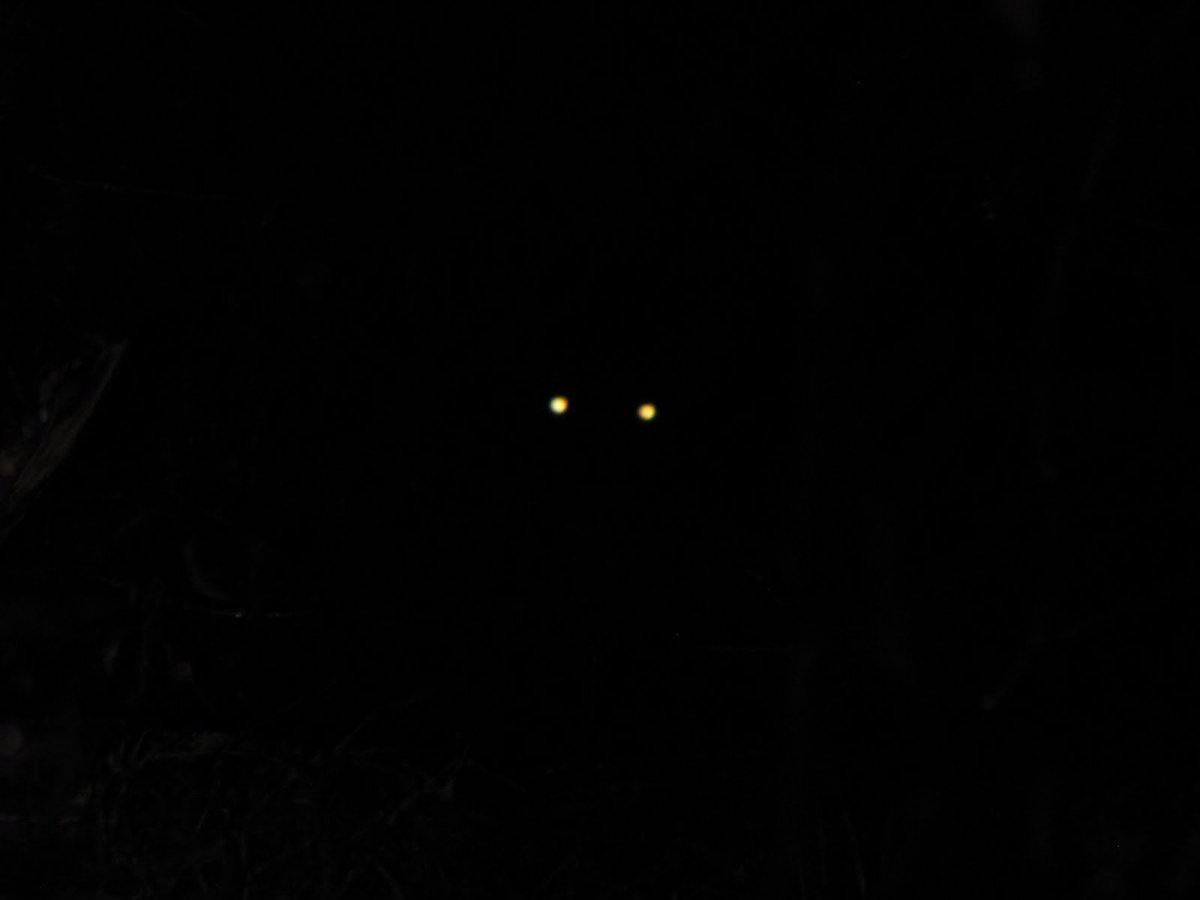 фанфик желтые глаза в темноте леса премьер фото 7