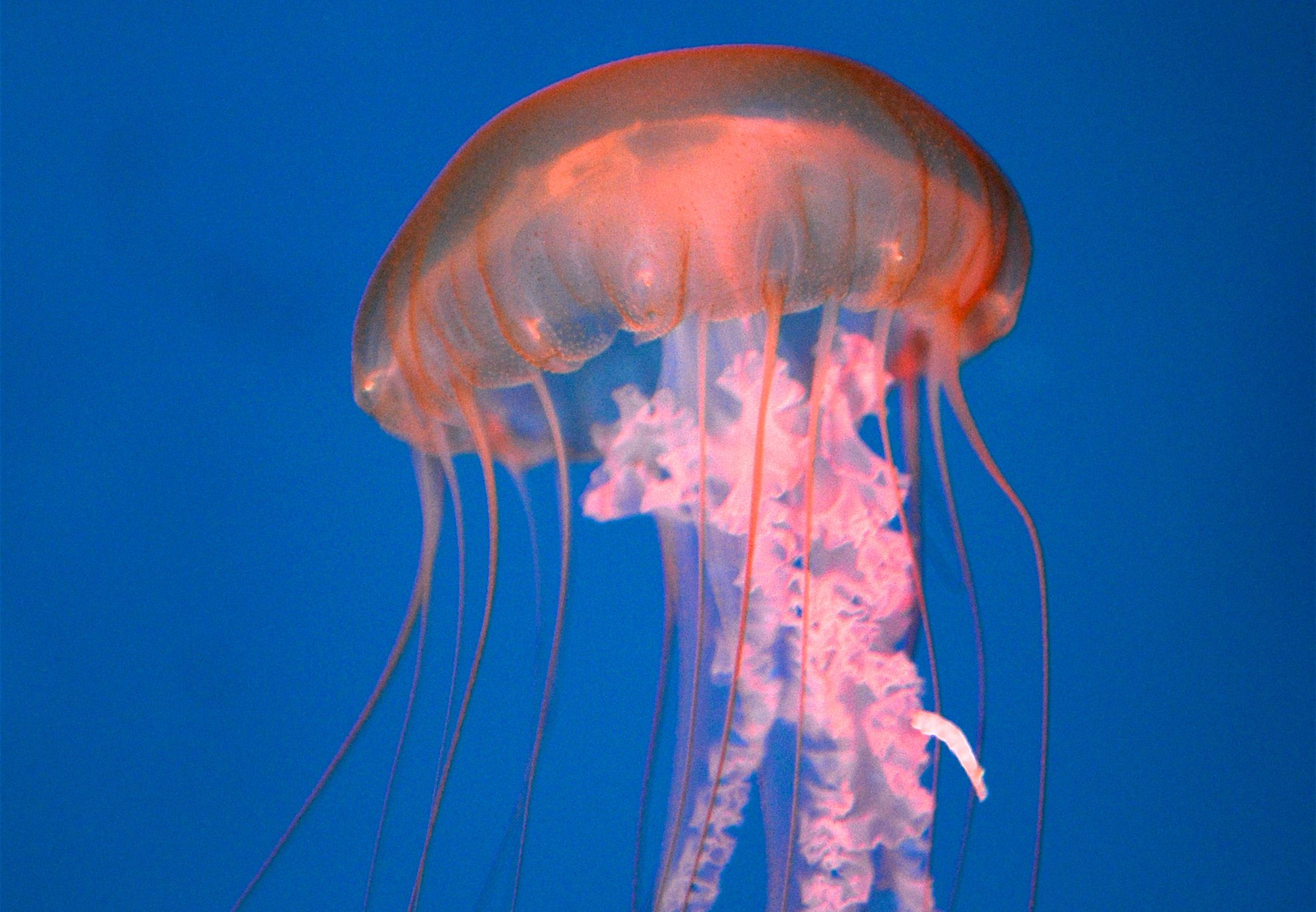 Медузы виды. Chrysaora fuscescens. Chrysaora fuscescens полип медузы. Тихоокеанская морская крапива. Медуза Раткея.