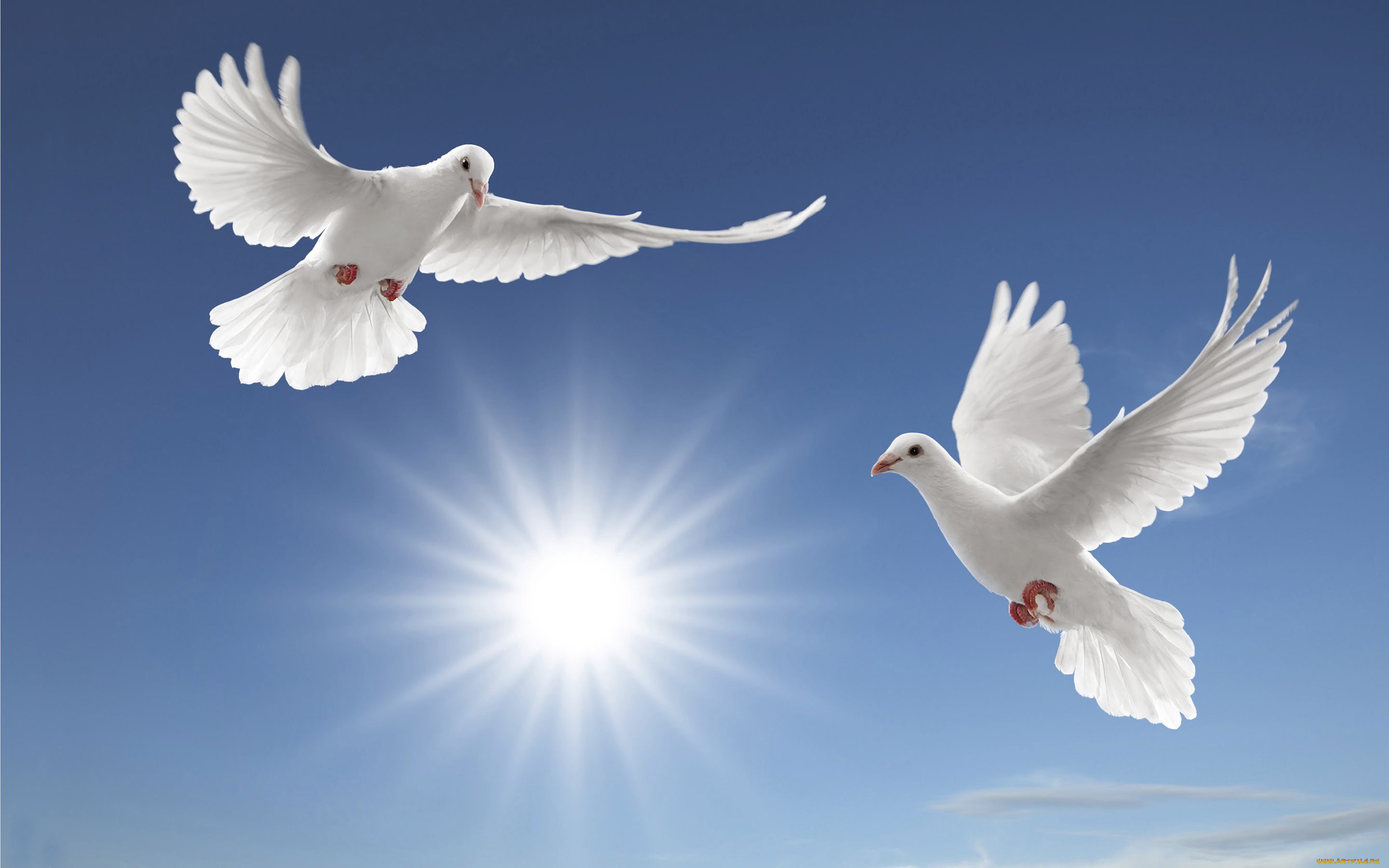 Мама голуби летят. Белый голубь. С днём семьи любви и верности. Голубь картинка.