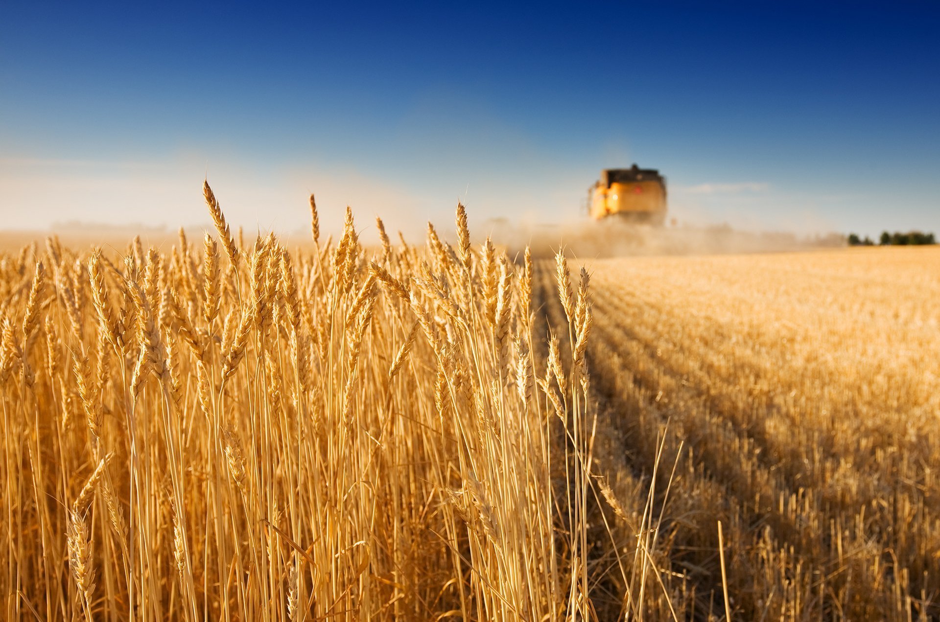 Сх поле. Сельское хозяйство. Поле пшеницы. Поле сельское хозяйство. Сельское хозяйство пшеница.
