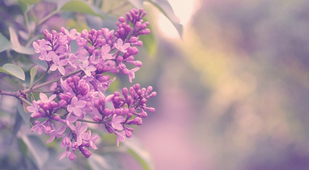 Побег сирени