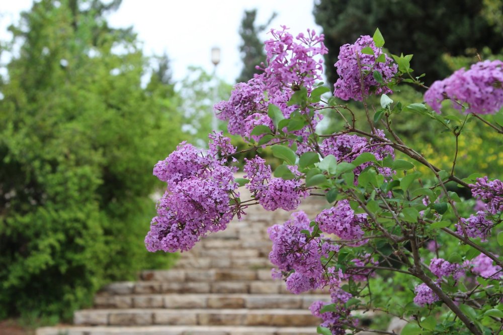 Сирень шаровидная