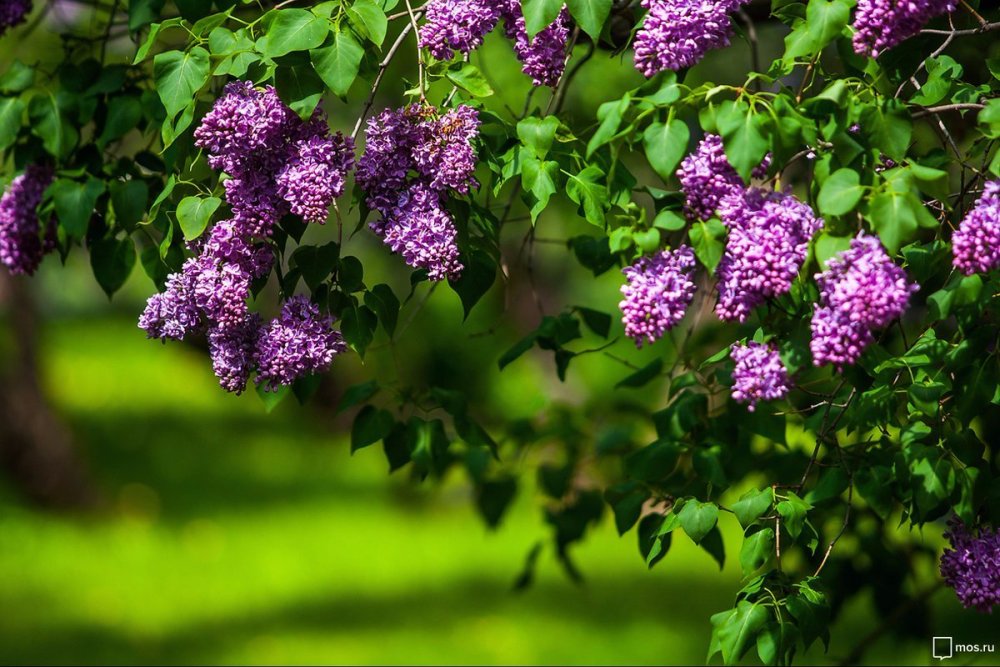 Фон куст сирени