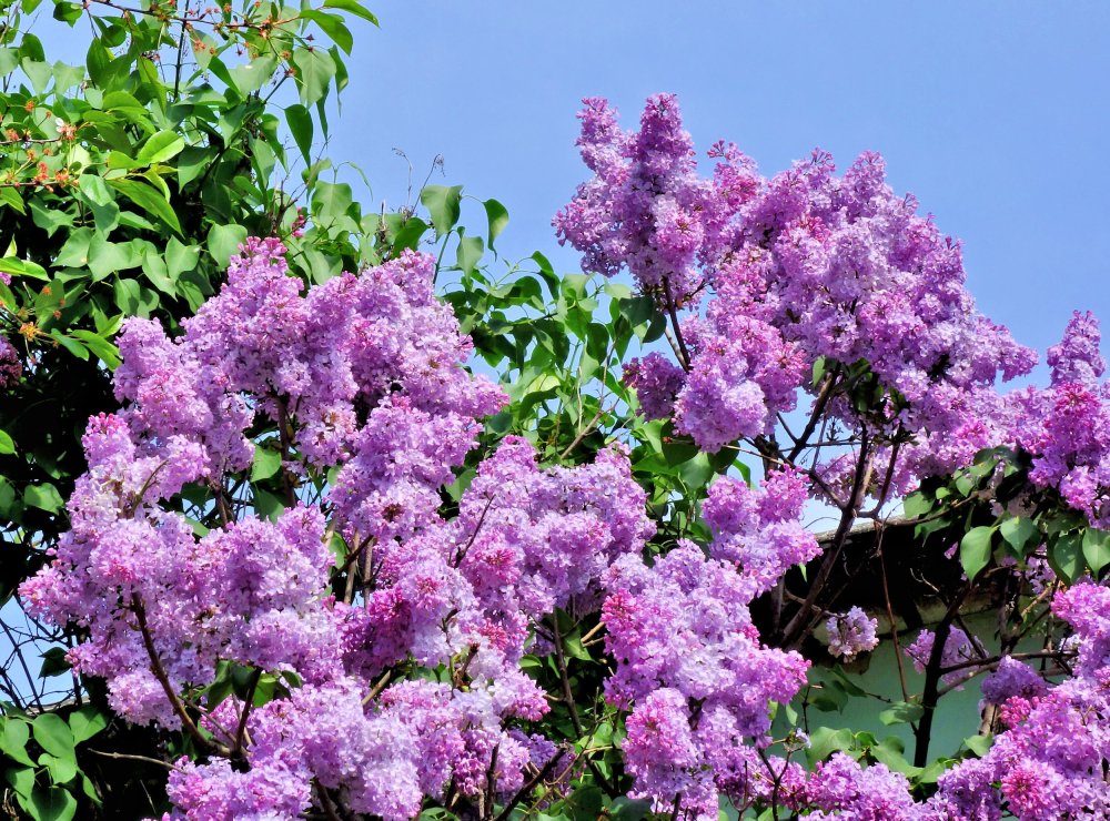 Сирень махровая куст