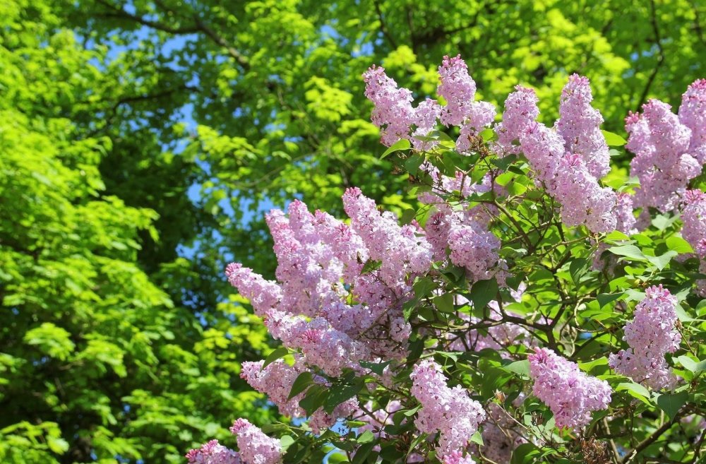 Цветущая сирень