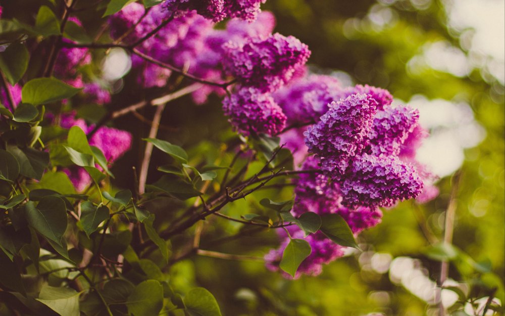 Цветущая сирень