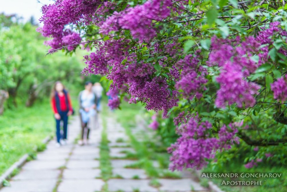 Ботанический сад сирень зацвела