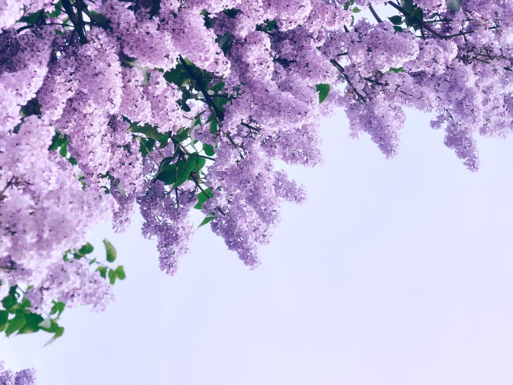 Стена веточка сирени