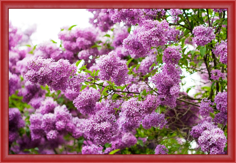 Сирень Ладога