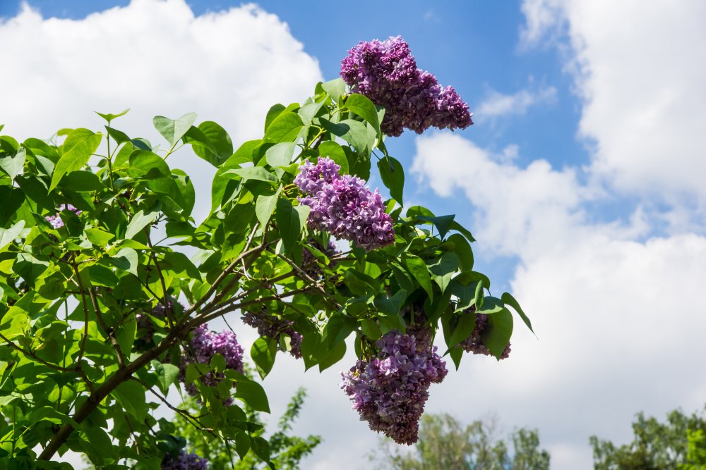 Сирень обыкновенная Парковая