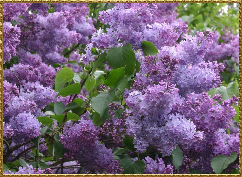 Семилистная сирень