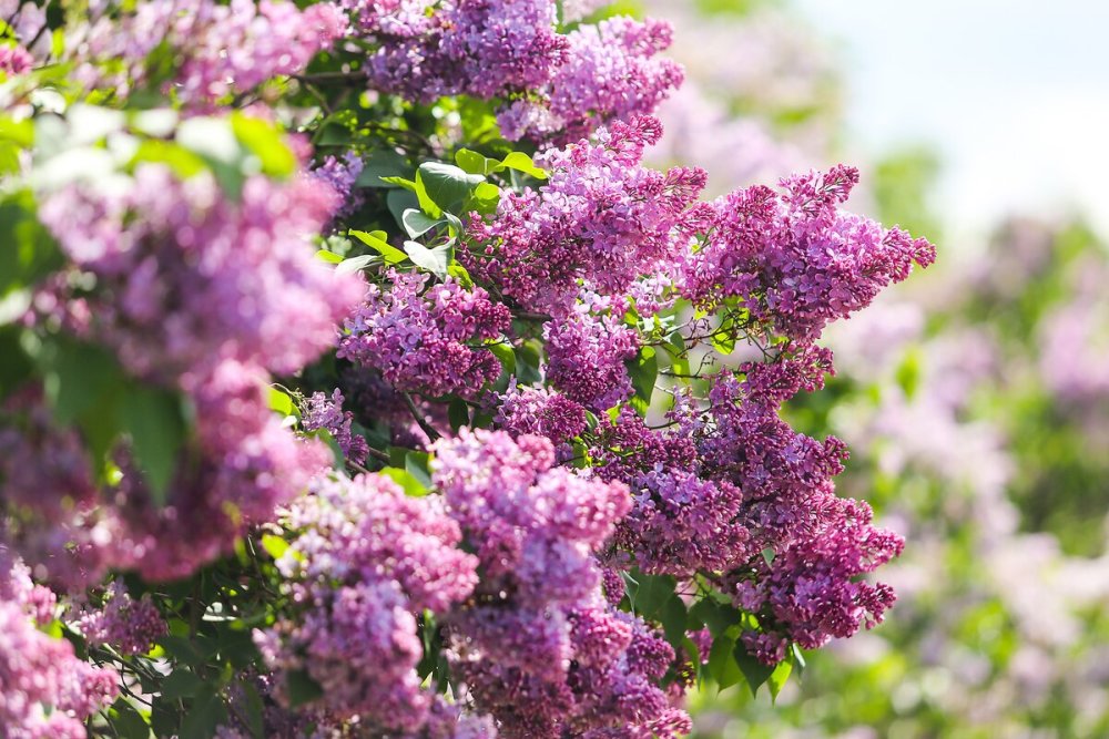 Сирень Русь