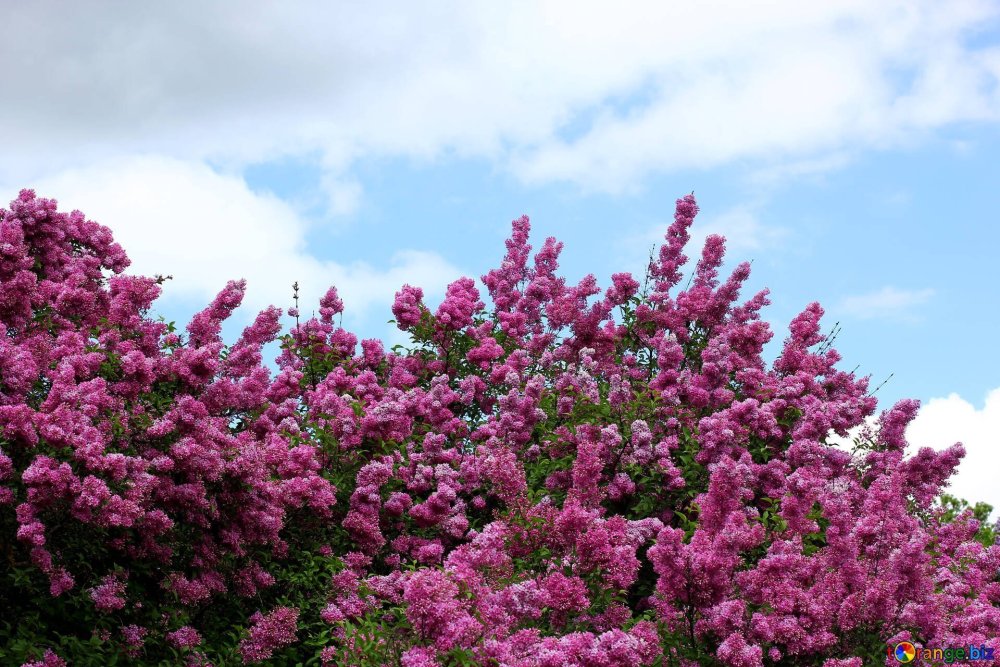 Сирень перистая