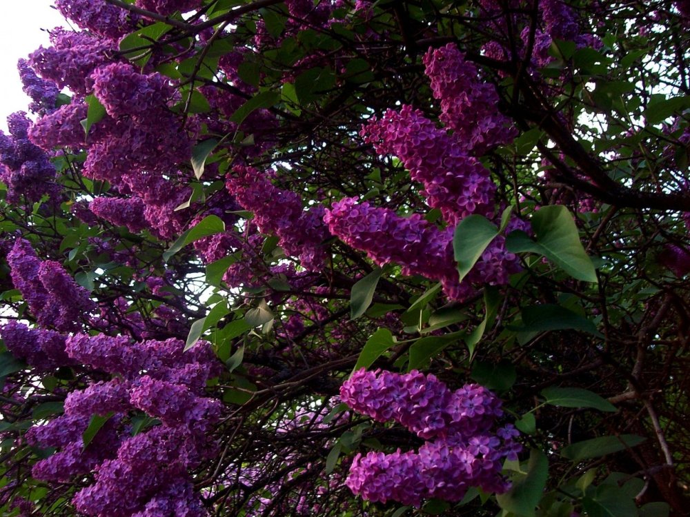 Цветущая сирень куст