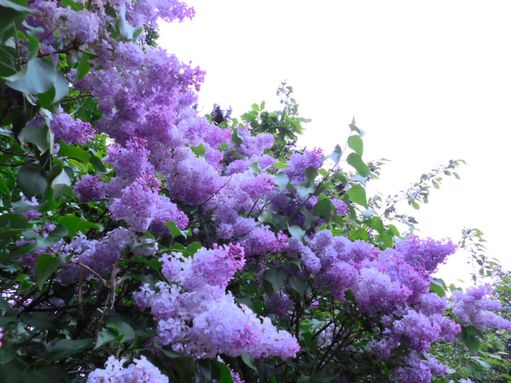 Машук сирень