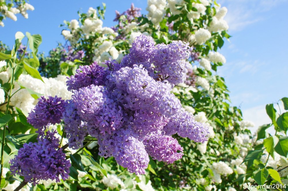 Сирень Жюль Симон