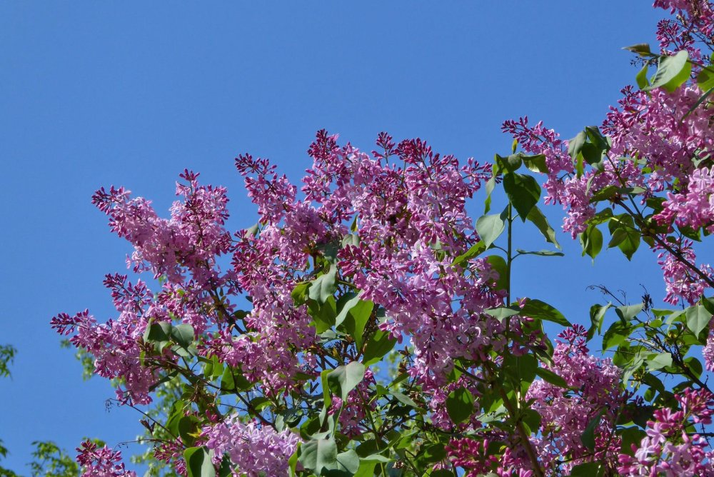 Майская Цветущая сирень