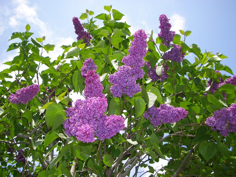 Сирень Михайло Ломоносов