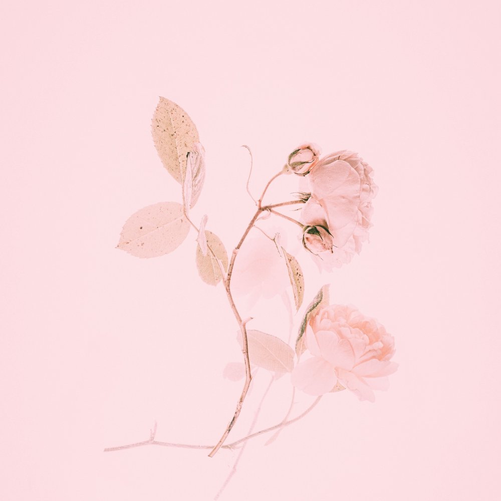 Цветы Минимализм