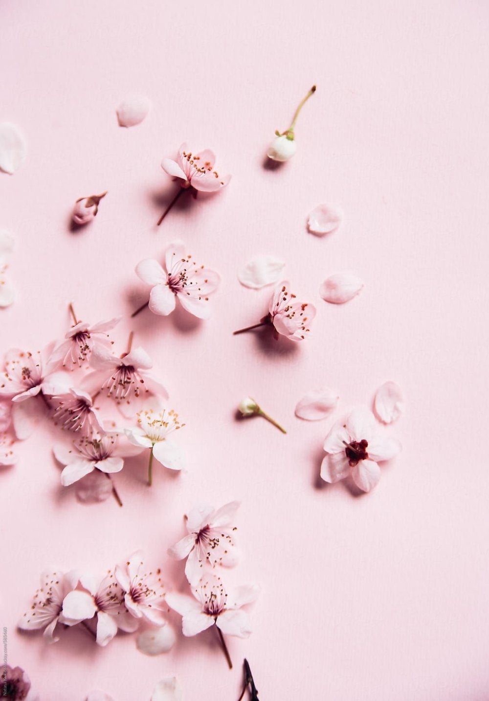 Нежная заставка