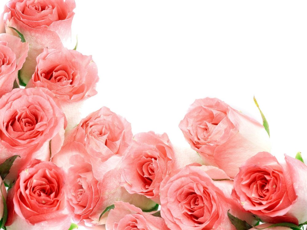 Розовые розы