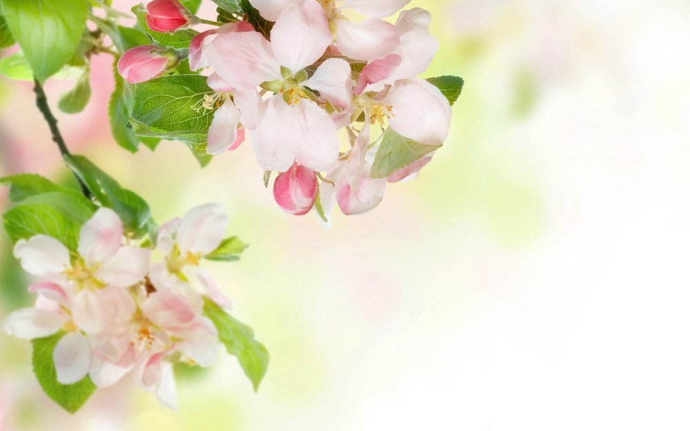 Яблоневый цвет