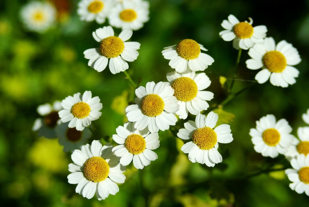 Цветы ромашки и маргаритки