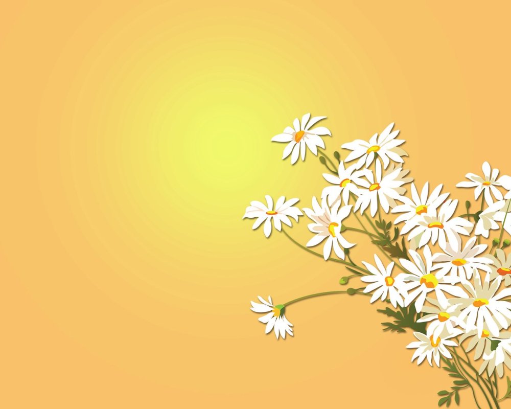 Фон ромашки
