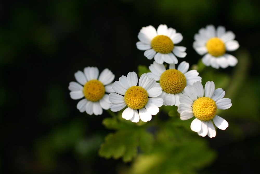 Луга с ромашками и клевером