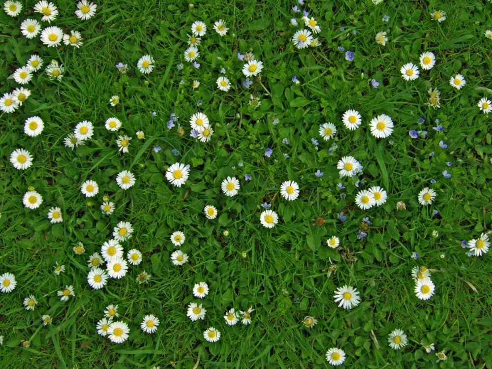 Фон ромашки