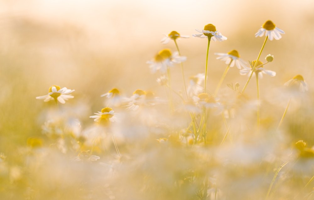 Ромашковое поле желтое