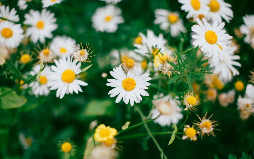 Букет полевых ромашек