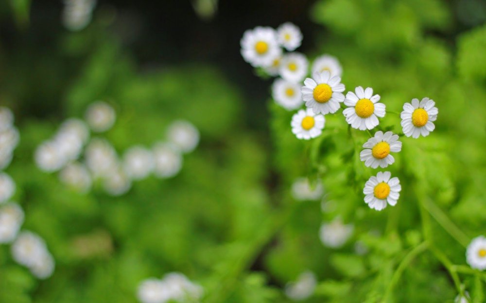 Ромашка шершавоплодная