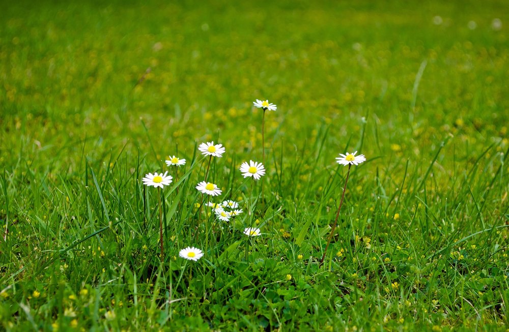 Обои на рабочий стол ромашки