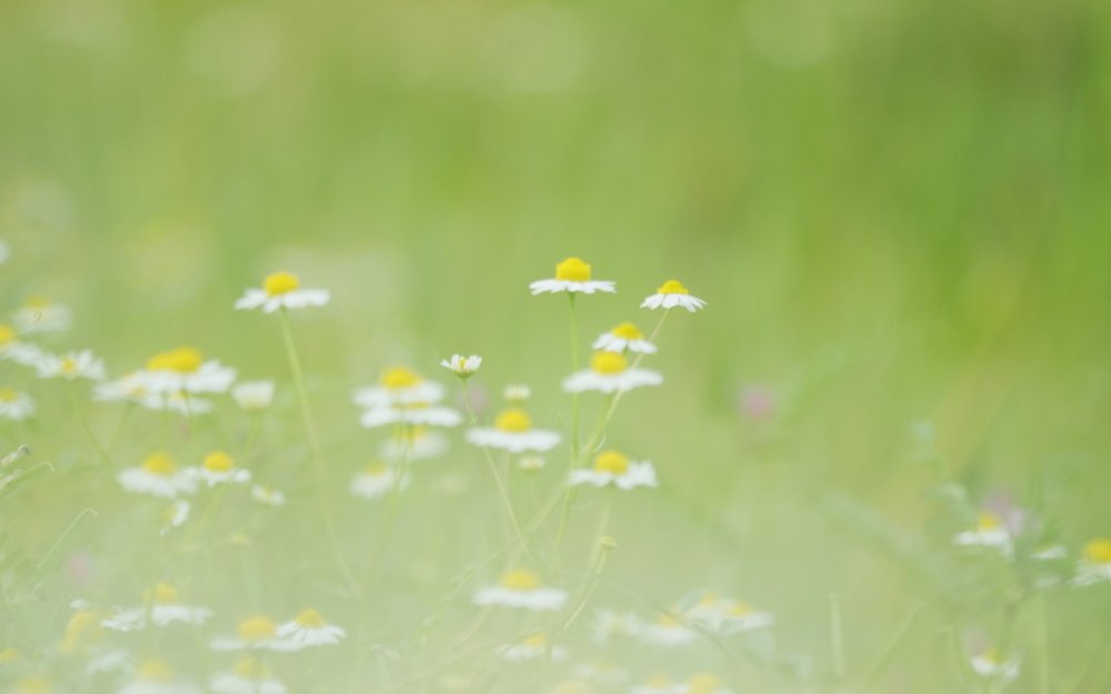 Фон ромашки