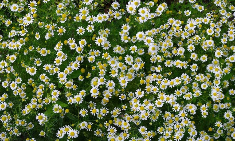 Ромашка многоцветковая