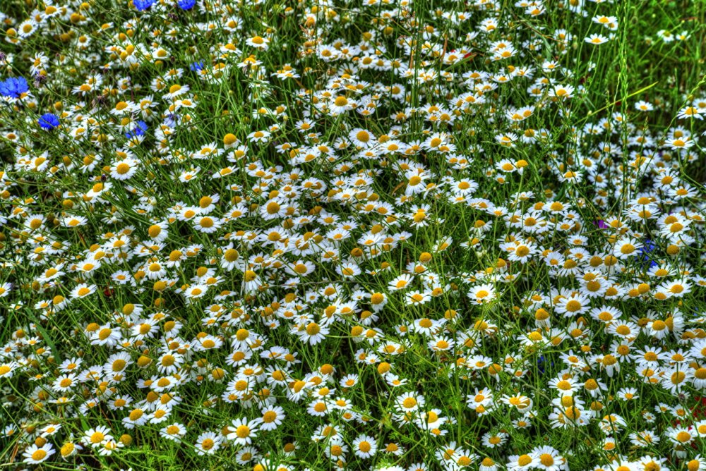 Мойчечак Гули