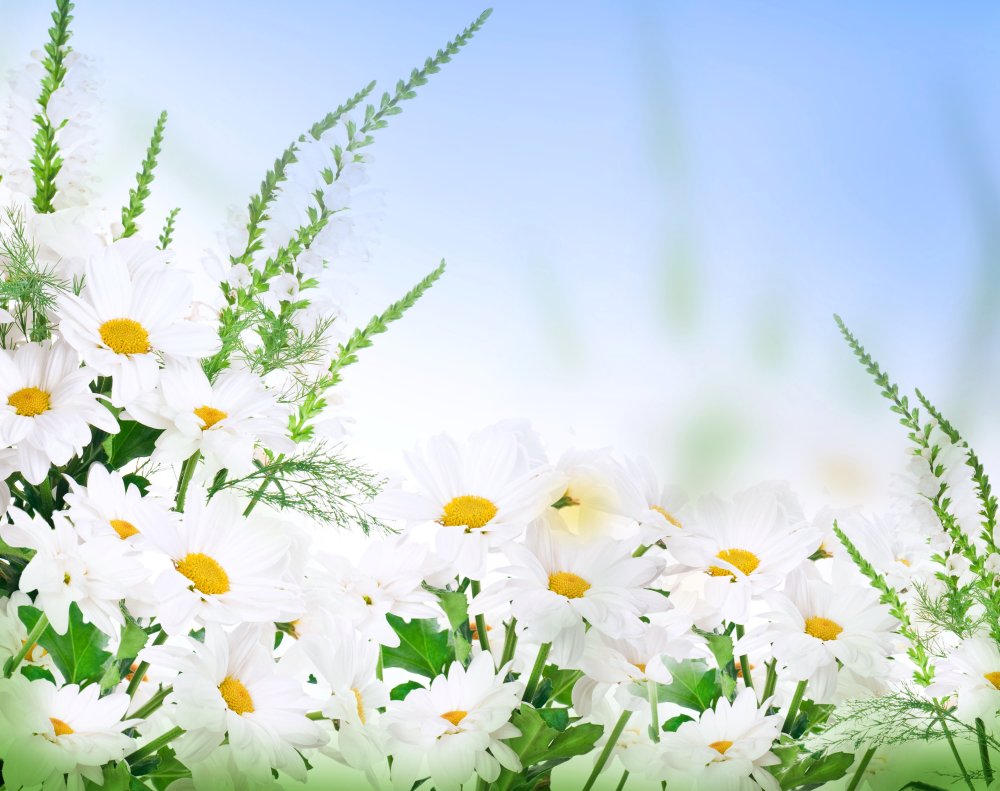 Поле ромашек