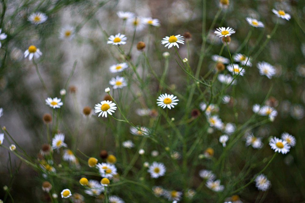 Ромашка Полевая и гипсофила букет